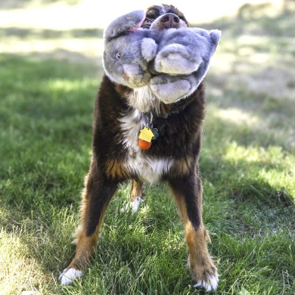 Kong toughz knuffels medium