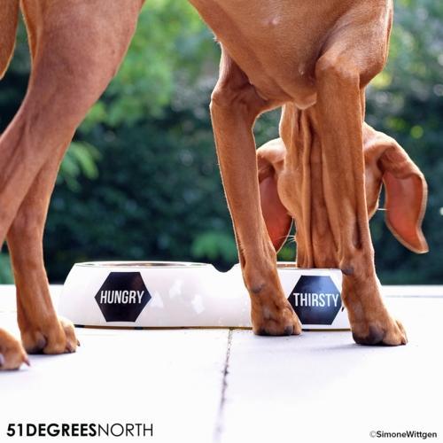 51 Degrees North - Dinner Bowl Double - hungry/thirsty - Nena's Pets
