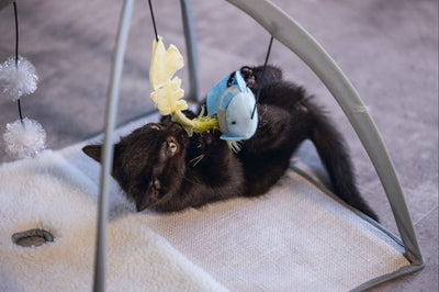 Beeztees kitten speelkleed Xabia