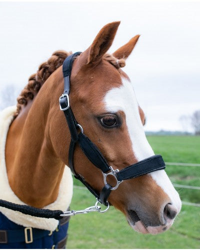 HB Showtime Velvet halster