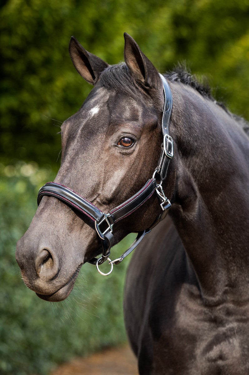 HB Showtime Glitty Halster