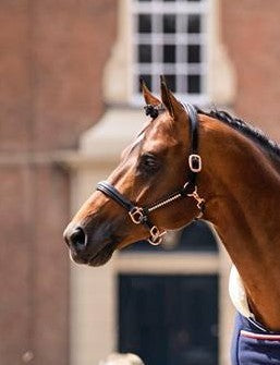 HB Showtime lederen halster Rose Gold