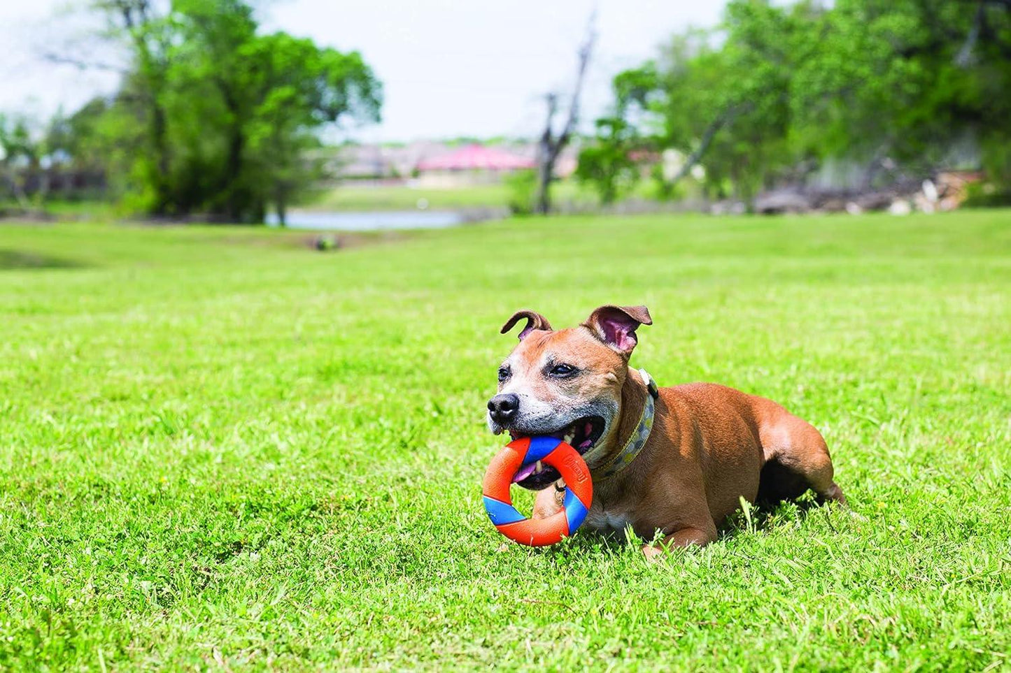 Chuckit ultra ring - Nena's Pets