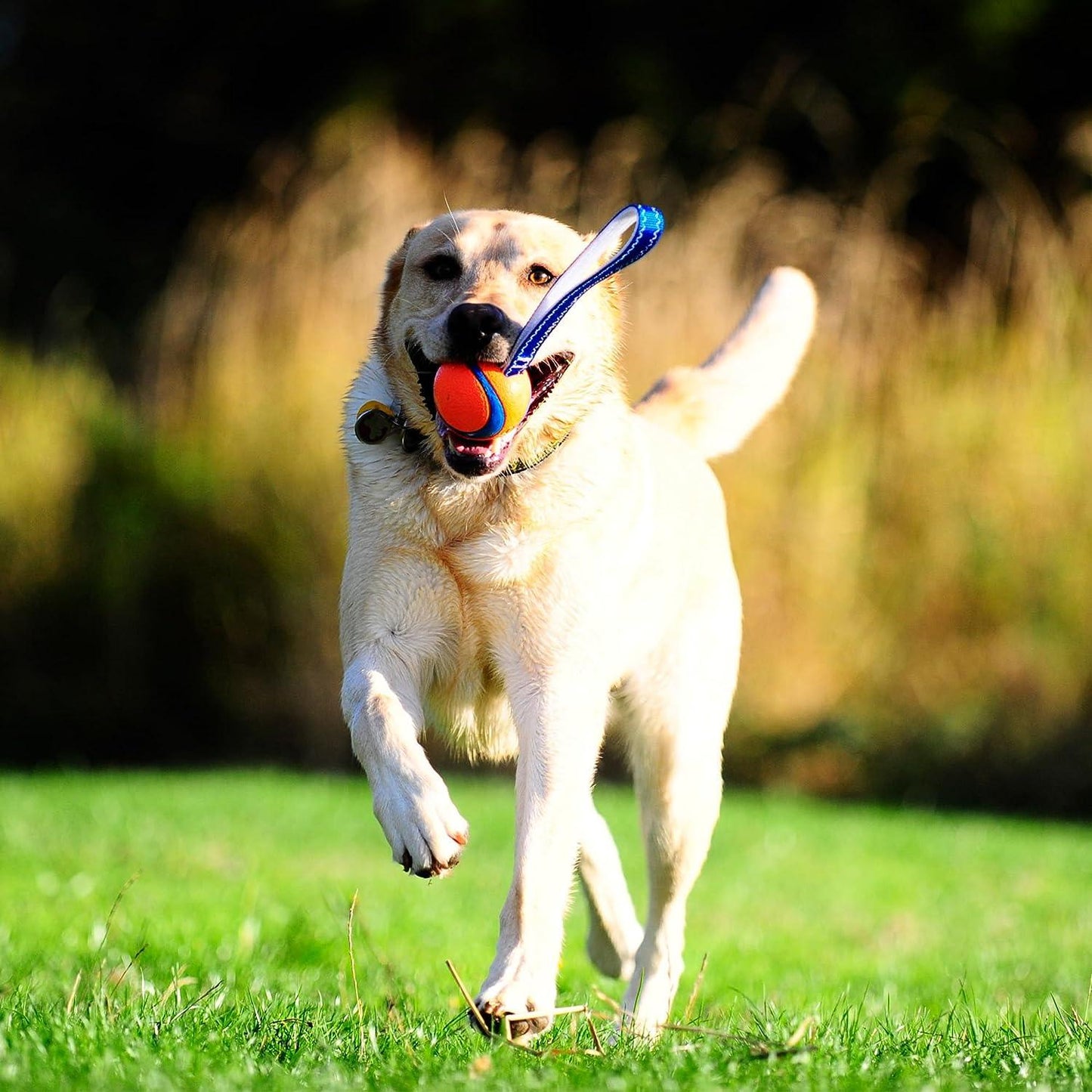 Chuckit Ultra Tug - Nena's Pets