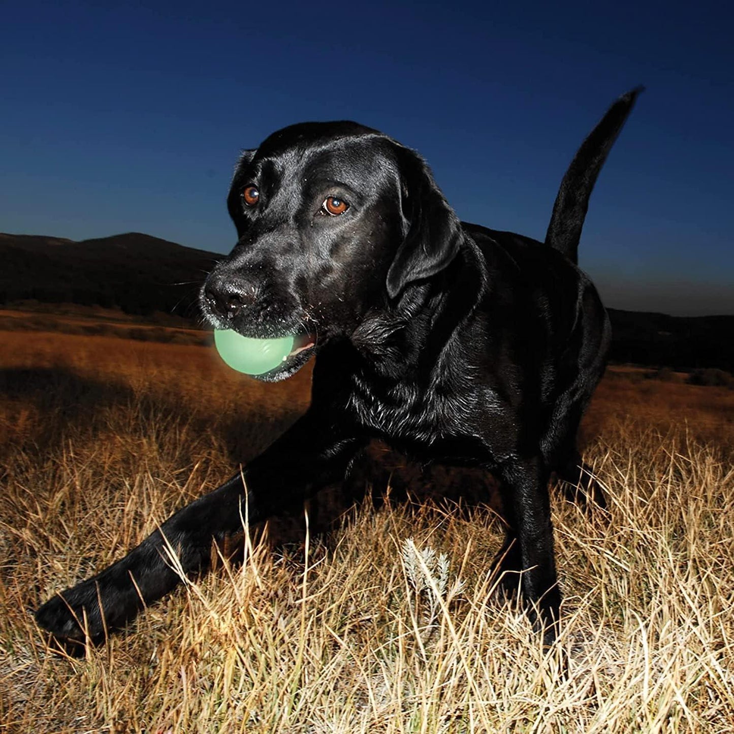 Chuckit Max Glow bal - Nena's Pets