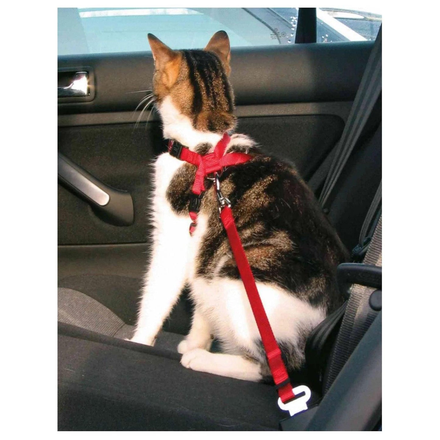 Autogordel voor katten - Nena's Pets