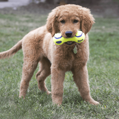 KONG Airdog® Squeaker Dumbbell - Nena's Pets
