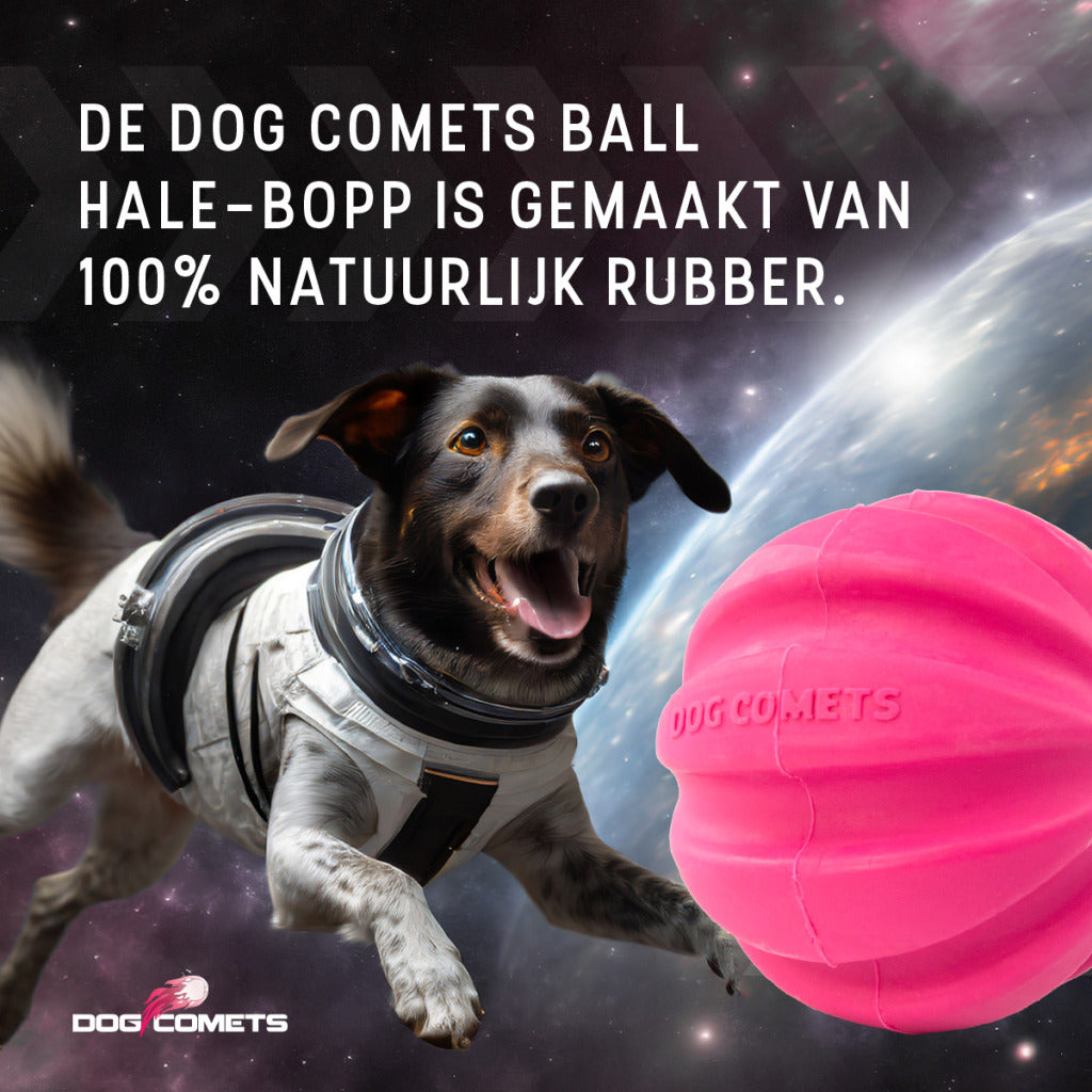 Dog Comets Meteorite halley