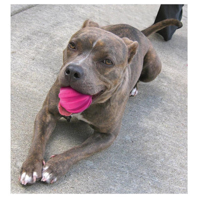 Dog Comets Halley - Nena's Pets