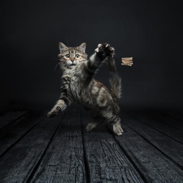Cat Dancer Pro-Model - Nena's Pets