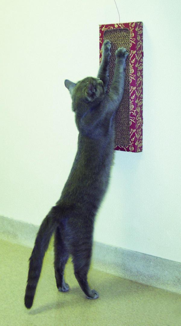 Cat Dancer Wall Scratcher - Nena's Pets