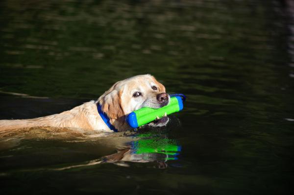 Chuckit Amphibious bumper medium - Nena's Pets