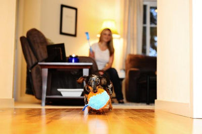 Chuckit indoor Shaker - Nena's Pets