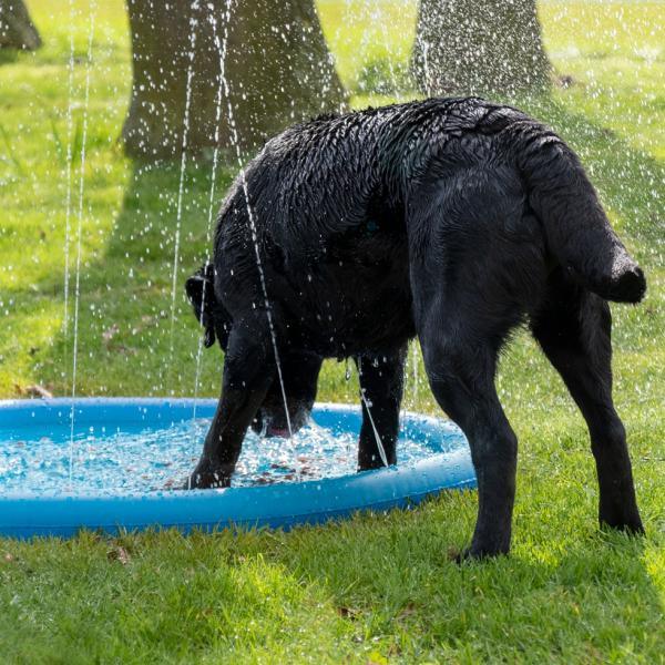 CoolPets Splash Pool Sproeier - Nena's Pets