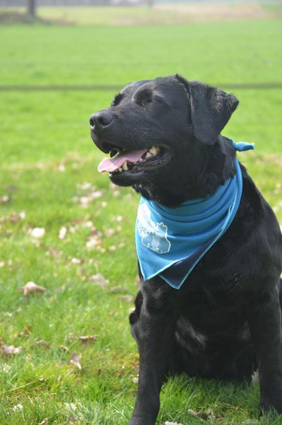 Coolpets cooling bandana - Nena's Pets