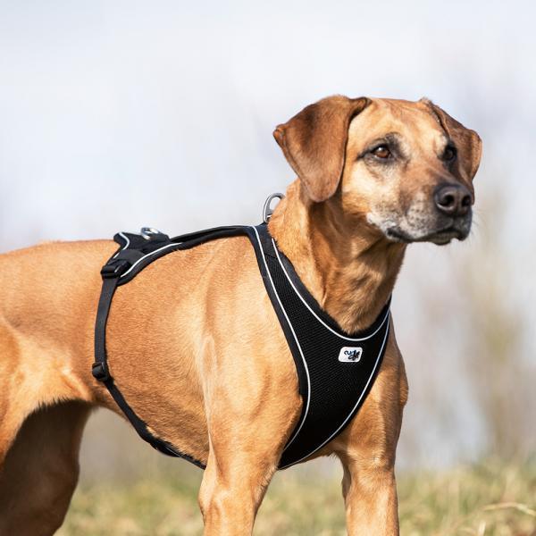 Curli Belka comfort harnas - Nena's Pets