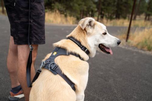 Ruffwear Front Range Harness - Nena's Pets