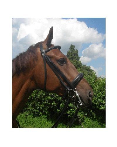 HB Stang en trens hoofdstel - Nena's Pets