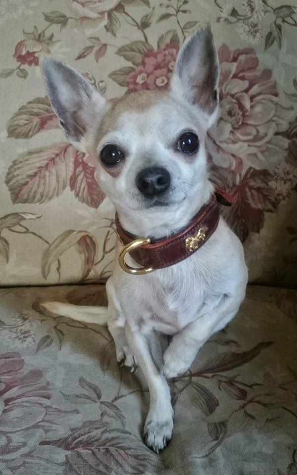 HB Halsband paardjes bruin/goud - Nena's Pets