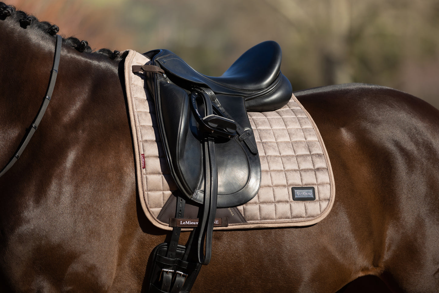 Lemieux rhone dressage square
