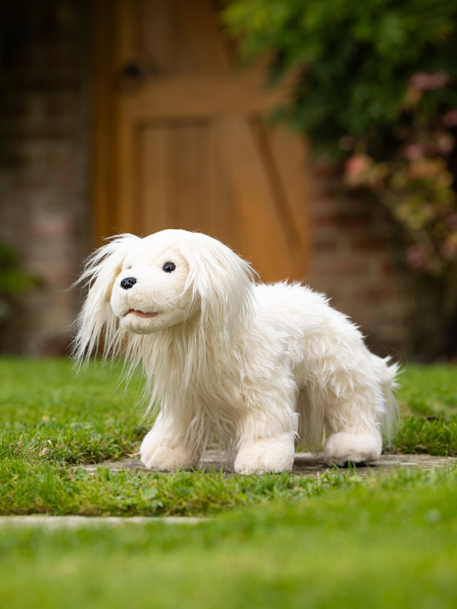 Toy Puppy's verschillende soorten - Nena's Pets