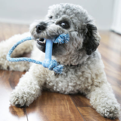 Kong Puppy Goodie bone - Nena's Pets