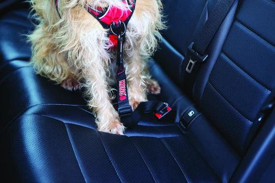 KONG Seat Belt Tether - Nena's Pets