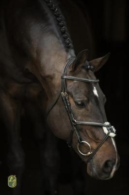 QHP LJ leathers new pro hoofdstel - Nena's Pets