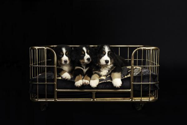 Lex&Max boxbed Dubai - Nena's Pets