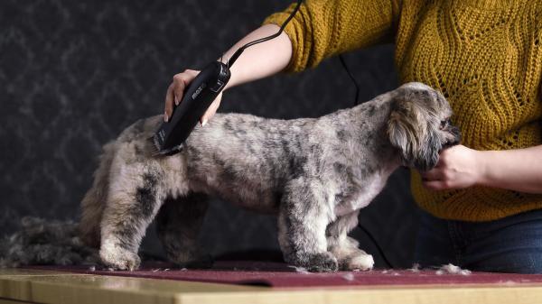 Moser Tondeuse Max 45 scheerkop 1 mm + 2 opzetkammen - Nena's Pets