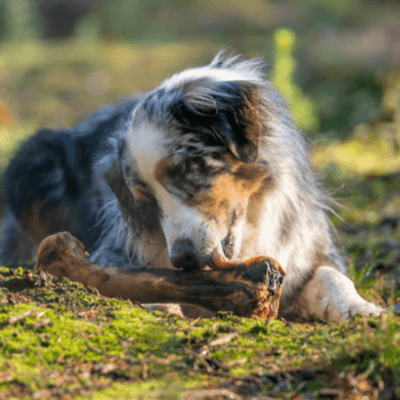 Carnis paardenbot XL - Nena's Pets