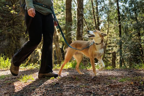 Ruffwear Roamer Bungee Dog Leash - Nena's Pets