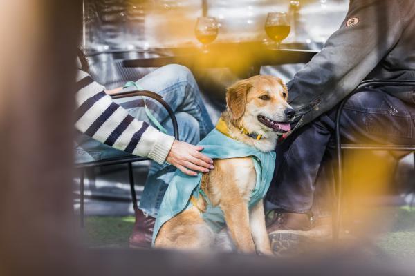 Ruffwear Stumptown jacket - Nena's Pets