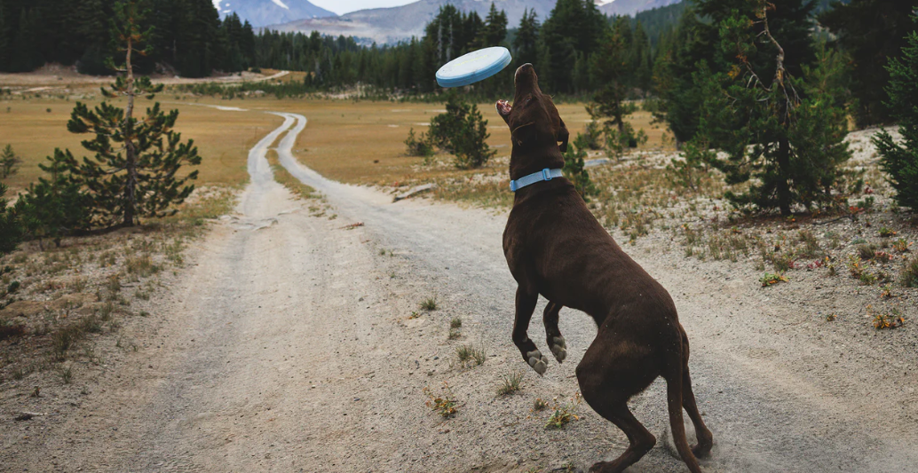 Ruffwear Camp Flyer