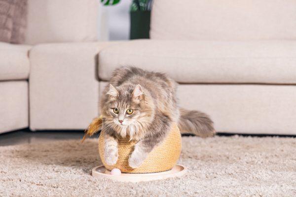Designed by Lotte Krab- en Speelbol Mila - Nena's Pets