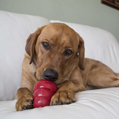 Kong Snacks - Nena's Pets