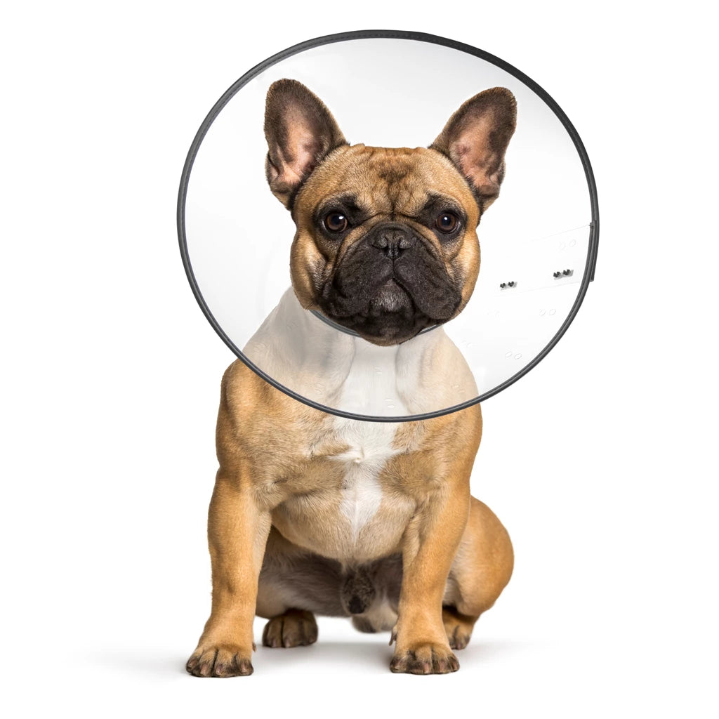Zenpet E-Clear Plastic E-Collar M - Nena's Pets