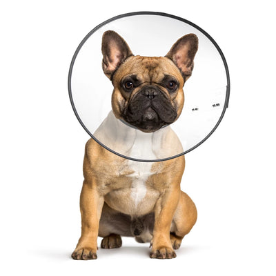 Zenpet E-Clear Plastic E-Collar M - Nena's Pets