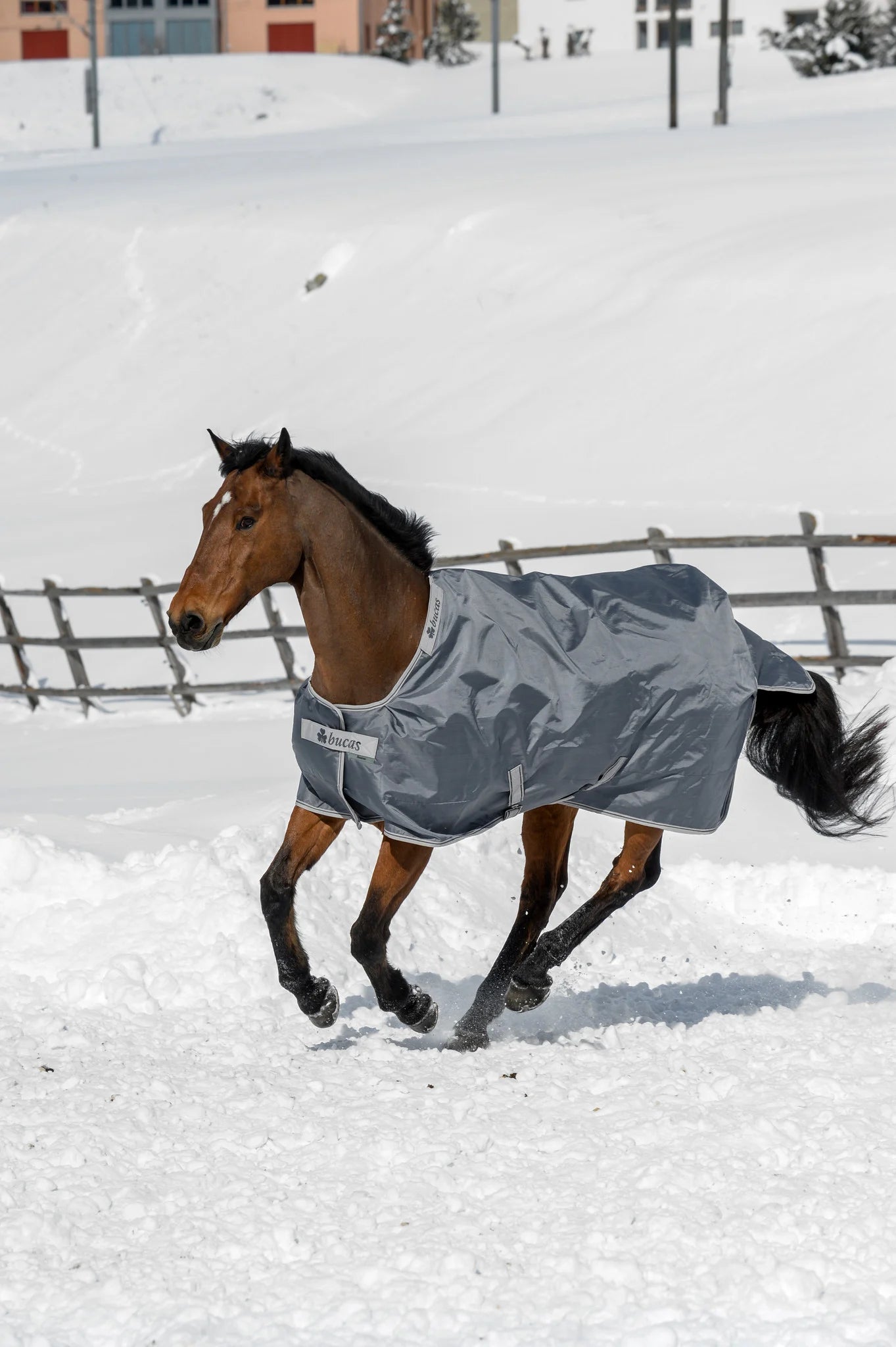 Smartex Medium Big Neck - Nena's Pets