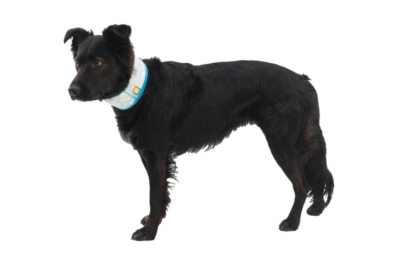 Ruffwear Swamp cooler neck gaiter