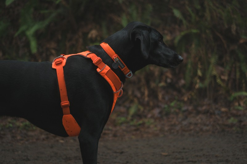 Ruffwear Front Range Harnas