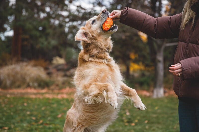 Ruffwear Gnawt a Cone '25