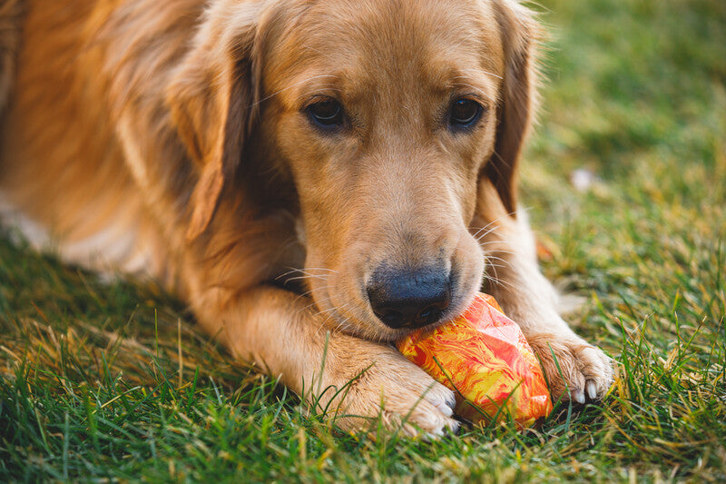 Ruffwear Gnawt a Cone '25