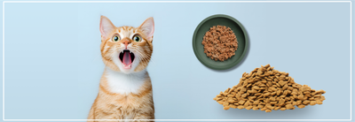 Voeding voor je kat per leeftijd. Dieetadvies kittens, volwassen & senior.