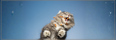 Gezonde voeding voor je kat. Tips & kattenvoer