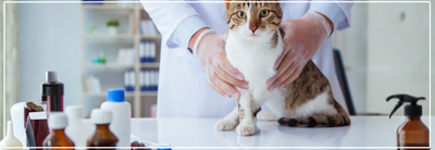 Allergieën bij katten: Herkennen & Voedingstips.