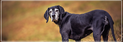 Voeding aanpassen aan de leeftijd van je hond. Tips van Nena’s Pets.