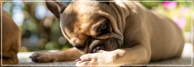 Allergieën bij honden: Voedingstips voor gevoelige honden.