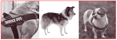 Nadelen van een U-tuig bij honden. Comfort & Veiligheid.