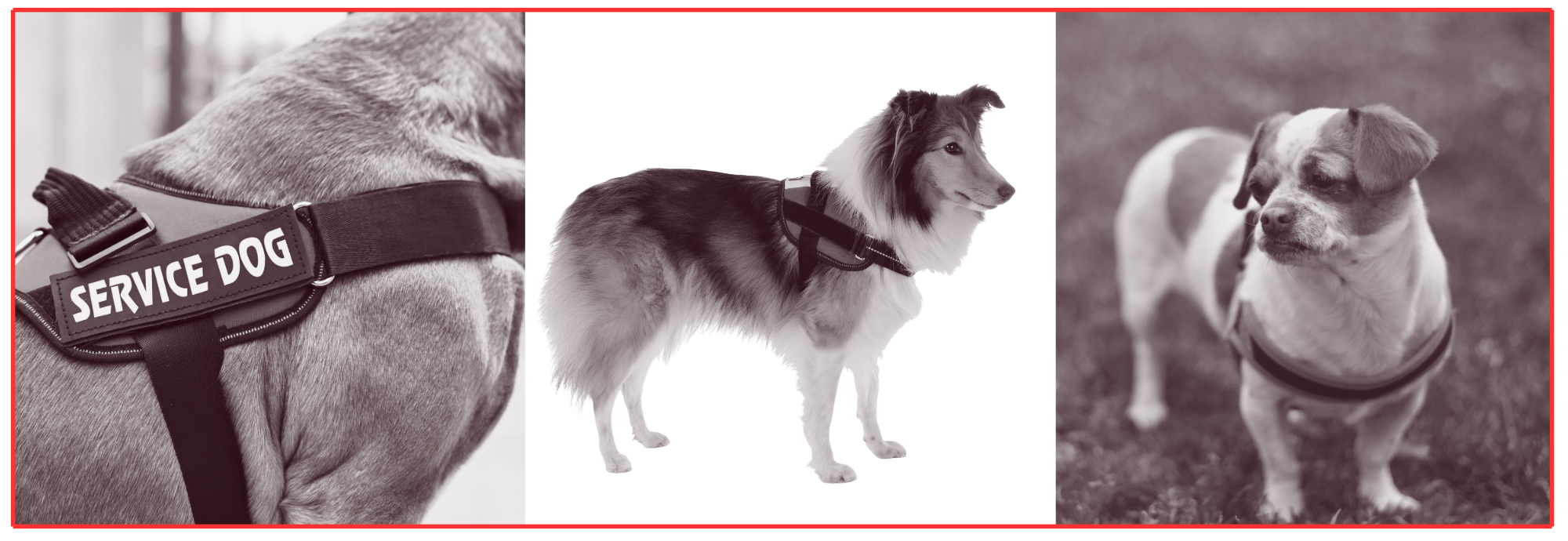 Nadelen van een U-tuig bij honden. Comfort & Veiligheid.